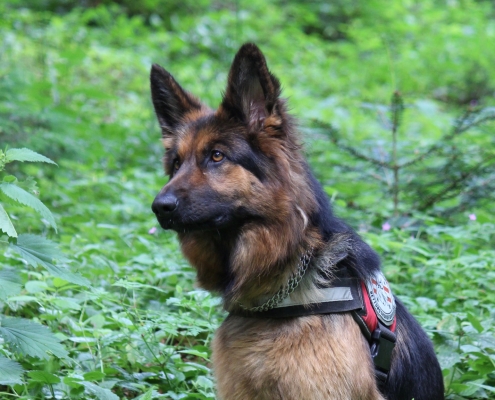 04.03.2026 Sucheinsatz