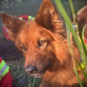 02.03.2026 Sucheinsatz