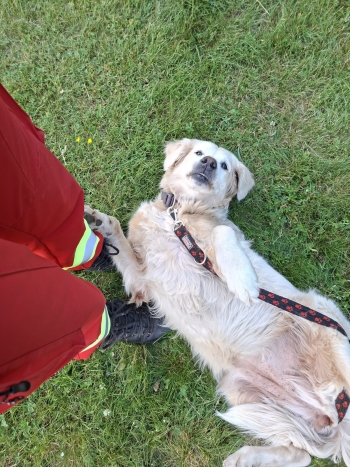 Goldener Retriever liegt auf dem Rücken im Gras neben einer Person in roter Uniform.
