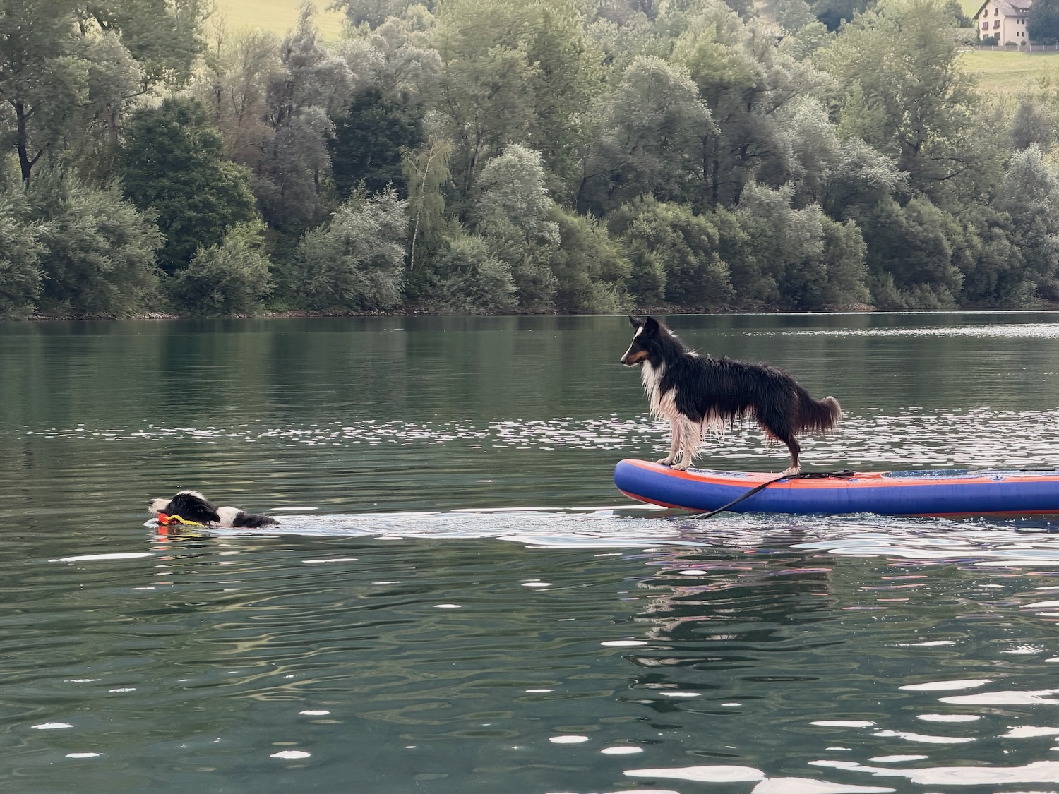 Hunde am See: Ein Hund steht auf einem SUP-Board, ein anderer schwimmt mit Spielzeug im Wasser.
